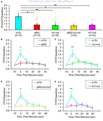 Drosophila photoreceptor systems converge in arousal neurons and confer light responsive robustness